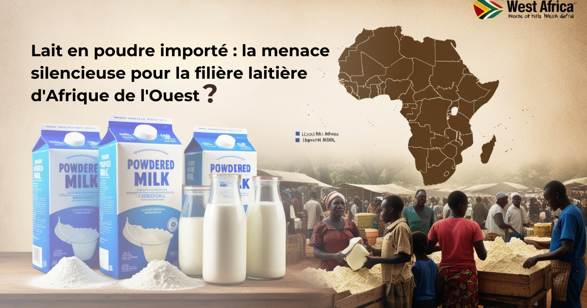 Lait en poudre importé : la menace silencieuse pour la filière laitière d’Afrique de l’Ouest ?