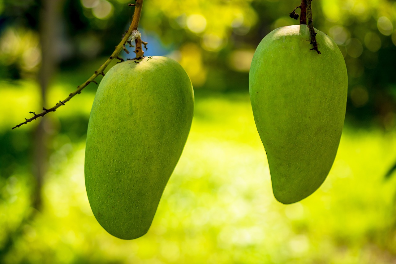 La mangue de Casamance : Un trésor à polir pour booster l’économie locale