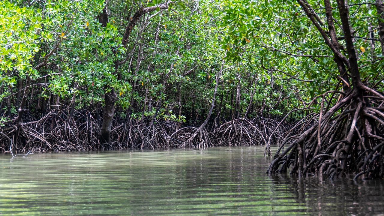 Le Blue Carbon Deck : Un pont vers un avenir durable pour nos océans
