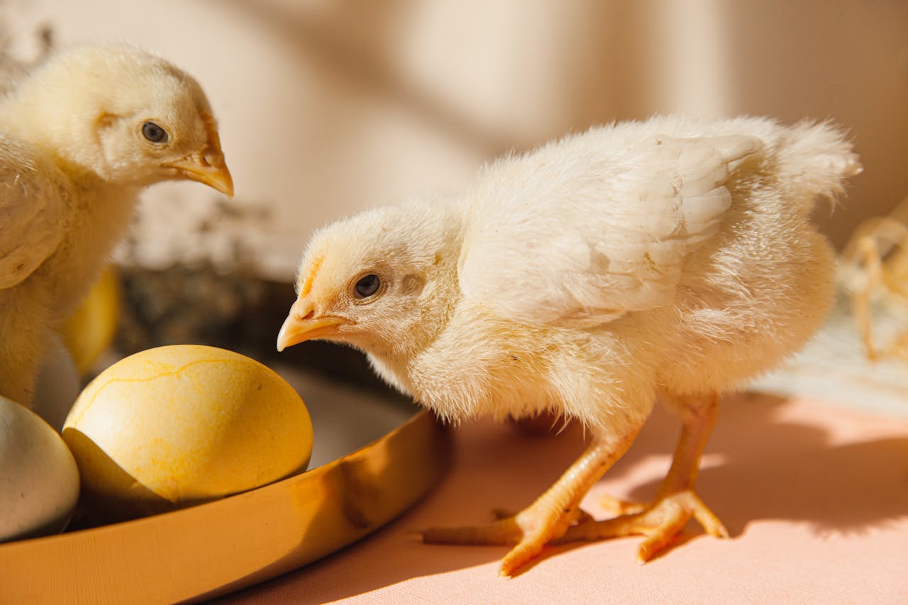 Fredrikcène Kouagne, l’incubateur de l’aviculture bio au Cameroun