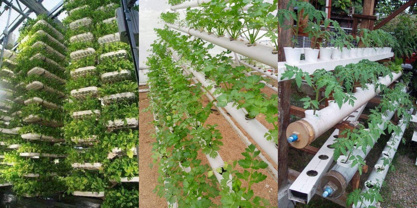 L’agriculture verticale : la solution pour nourrir les villes de demain ?