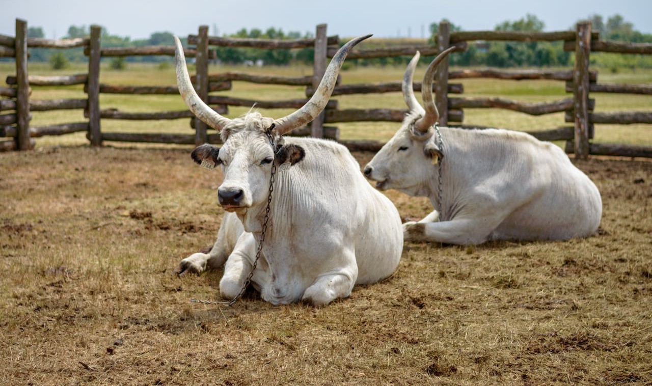 L’agro-pastoralisme africain à l’honneur : Un colloque international pour relever les défis du futur