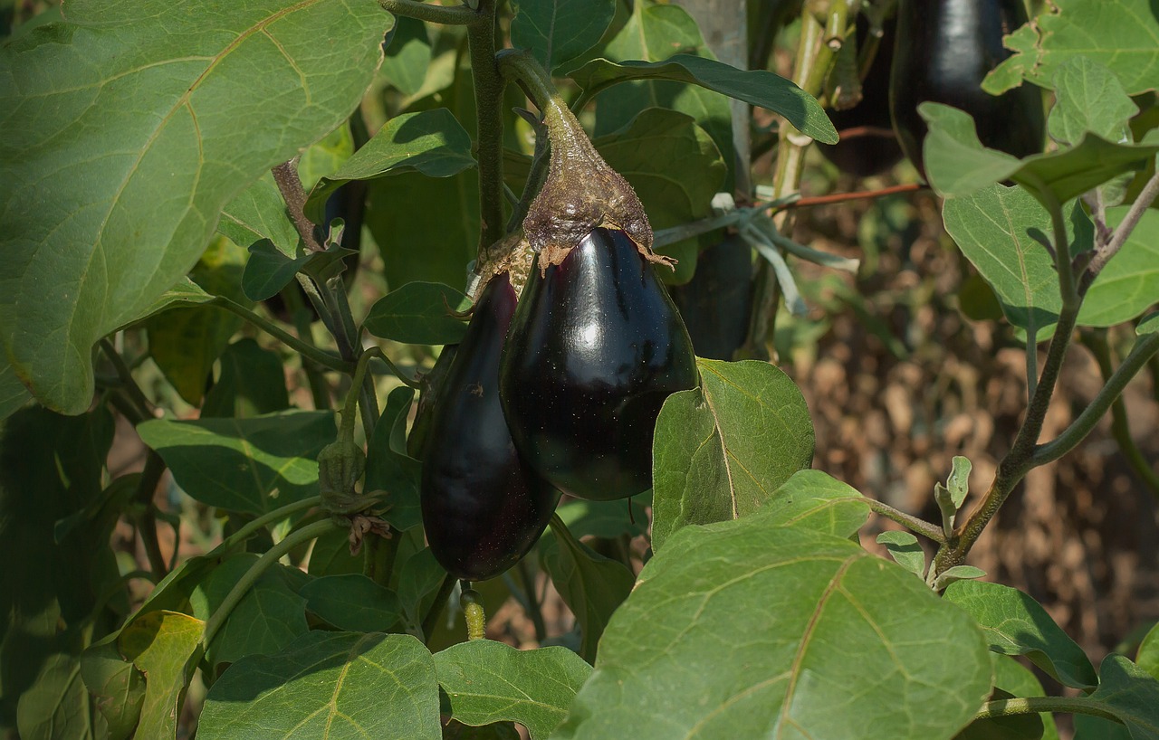 L’Aubergine à l’Hectare : Un Projet Rentable pour les Entrepreneurs Agricoles en Afrique