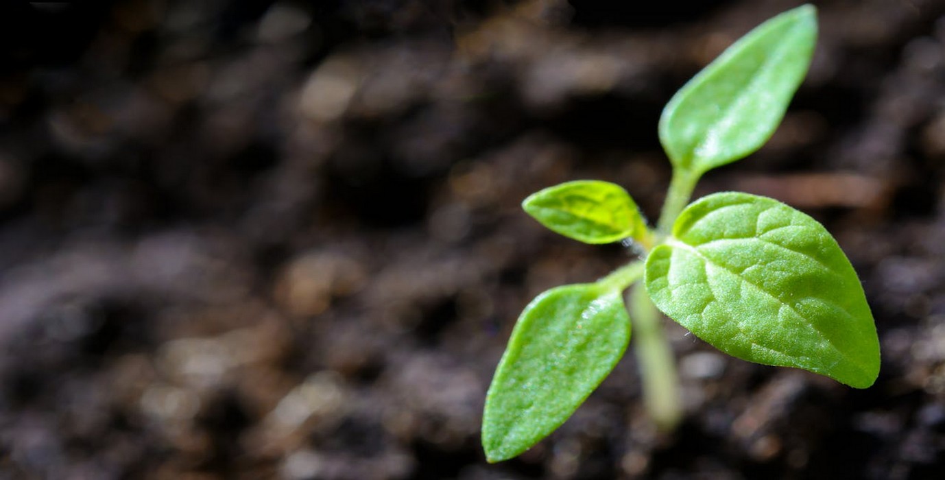 Forum Africain des Systèmes Alimentaires 2025 : Un événement décisif pour l’avenir de l’agriculture en Afrique