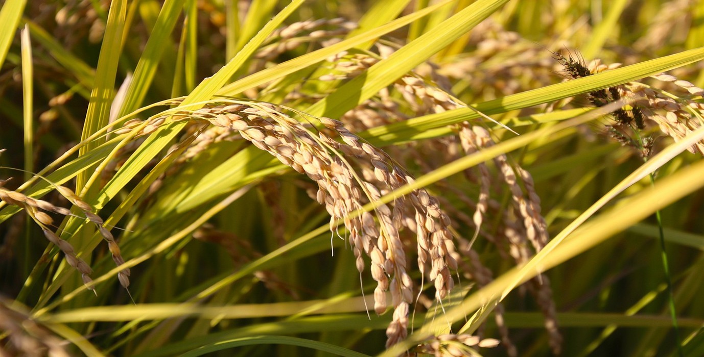 Afrique de l’Ouest : 99 millions de dollars pour une révolution agricole dans la riziculture