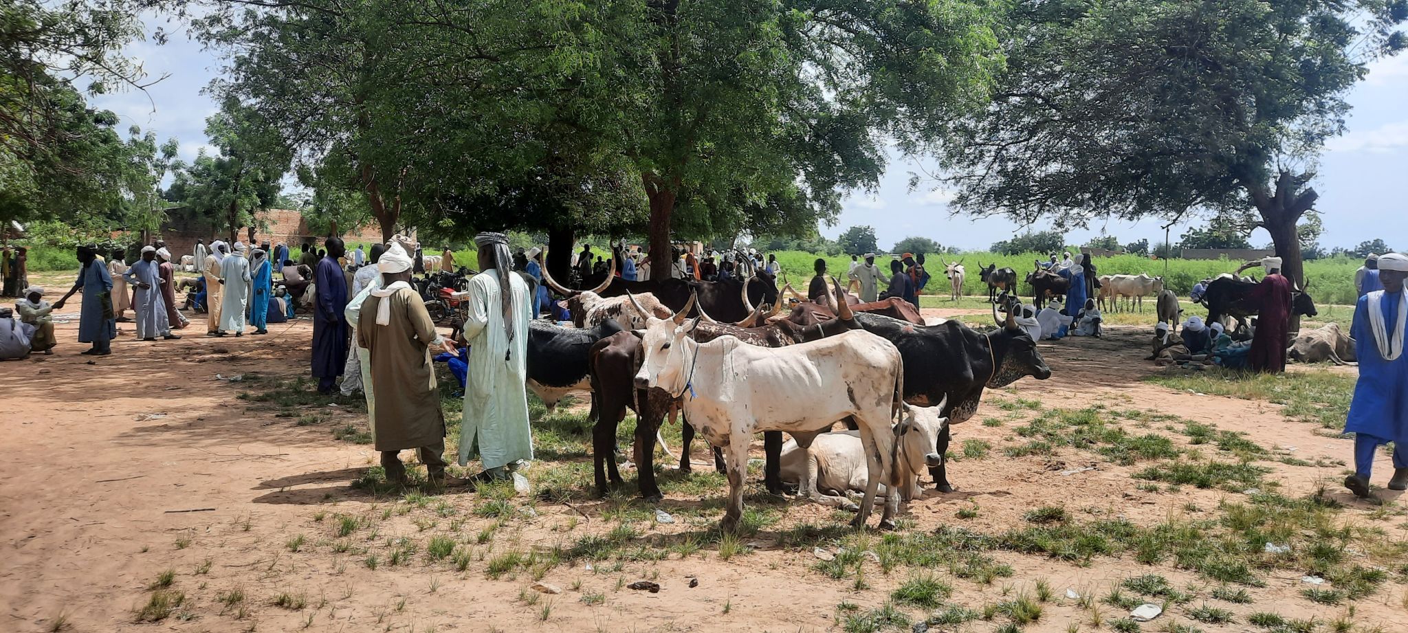 La commercialisation transfrontalière du bétail entre le Tchad, le Cameroun et le Nigeria : Un secteur stratégique et en pleine évolution